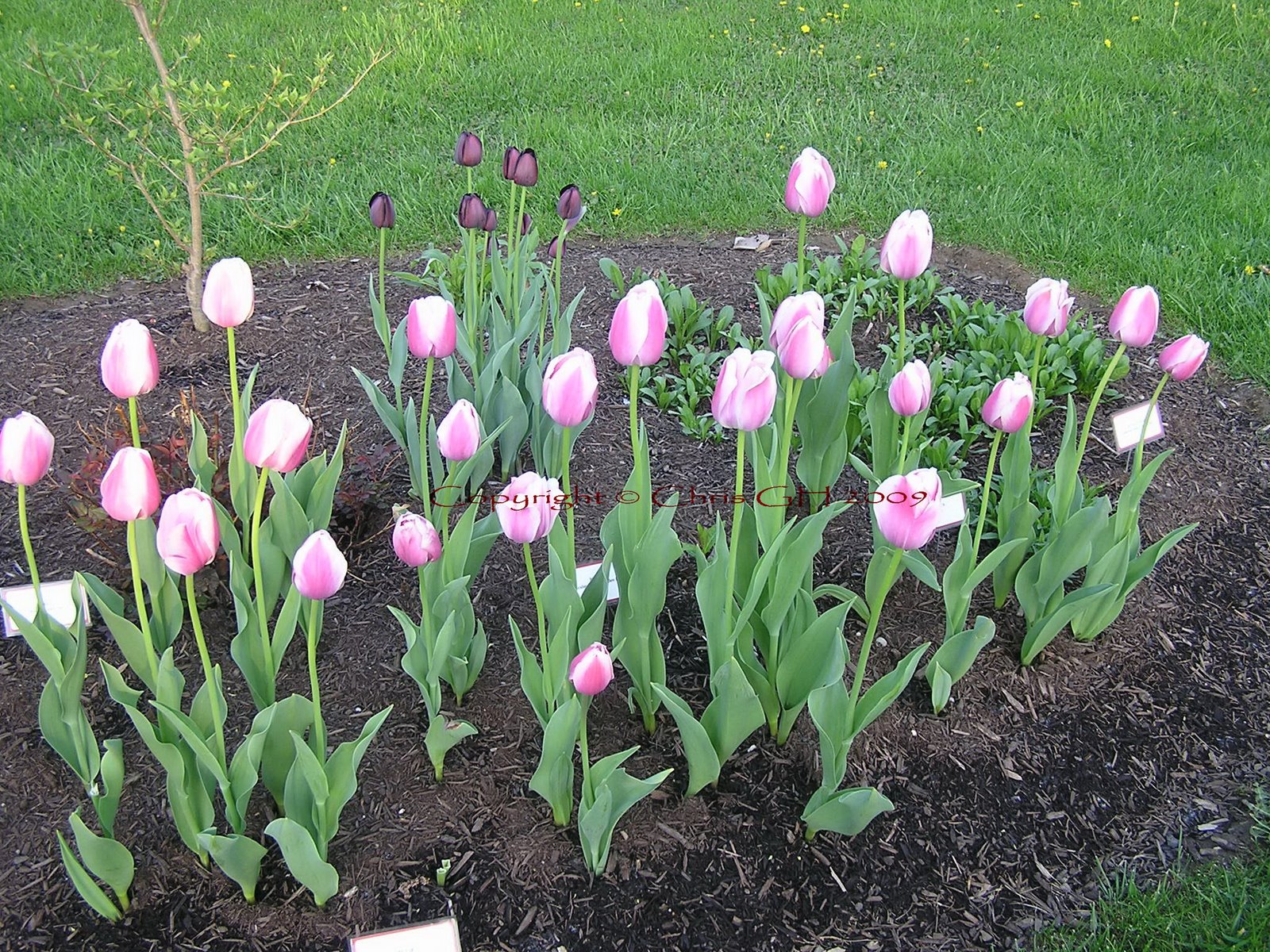 Spring Flowers