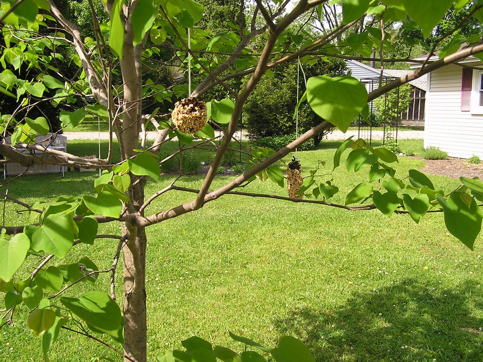Making a Bird Feeder