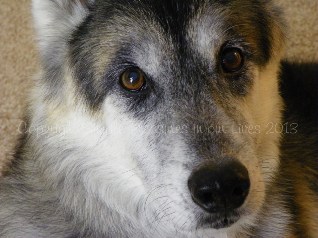 I took this photo of Darwin almost two years ago. And yes, he almost always has this expressive look on his face. During warmer seasons, he loves to lie down in the yard and watches the busy world around him. :D
