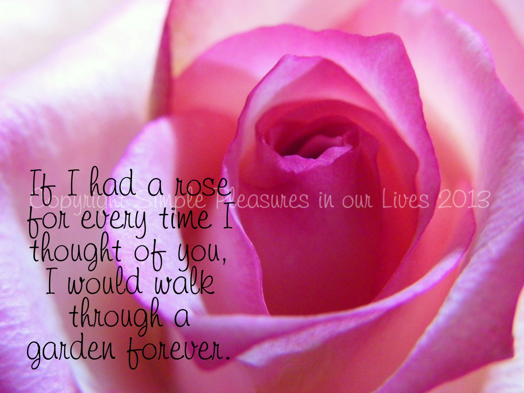 A close-up that I took of one of the roses