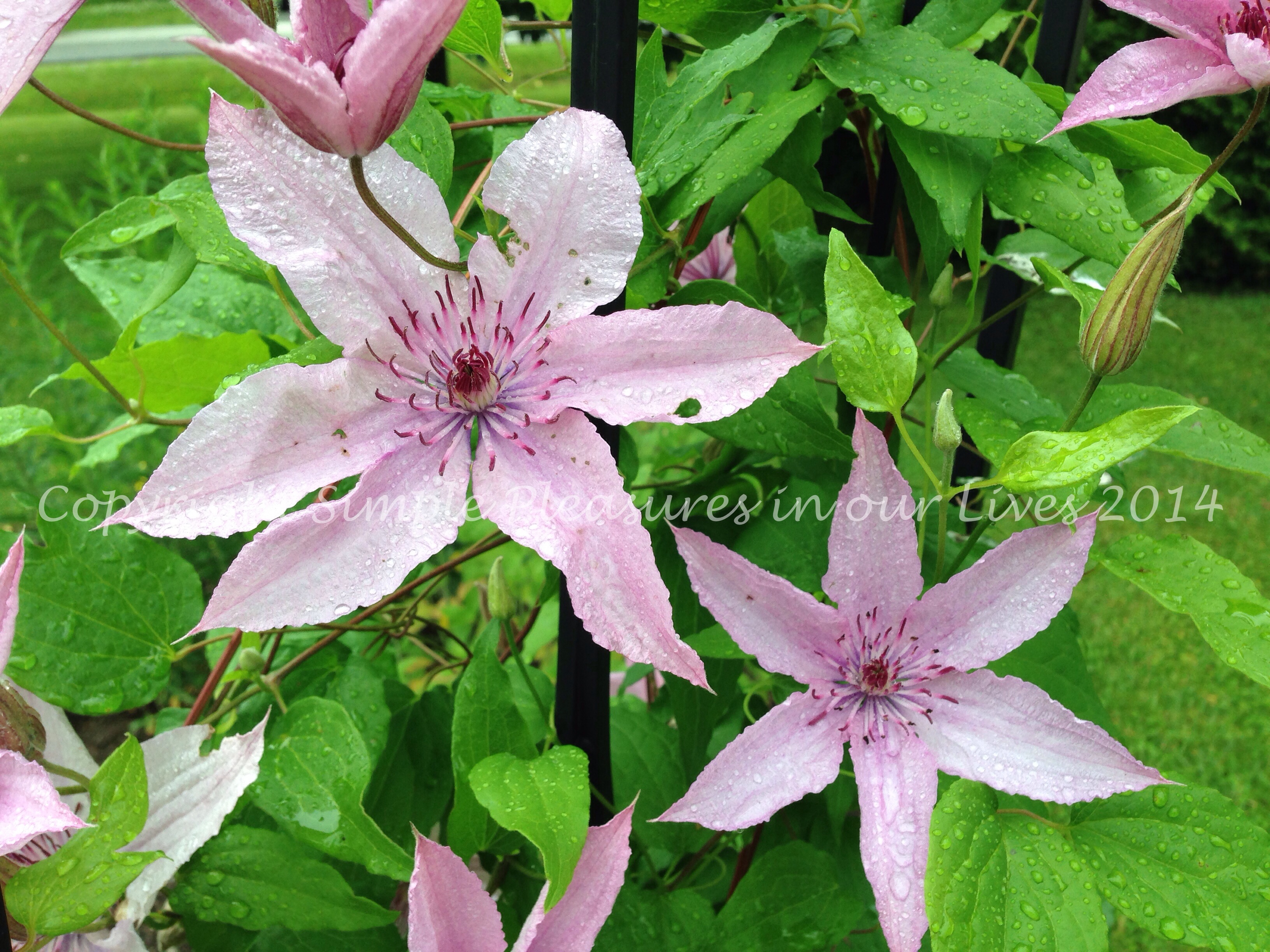 Clematis