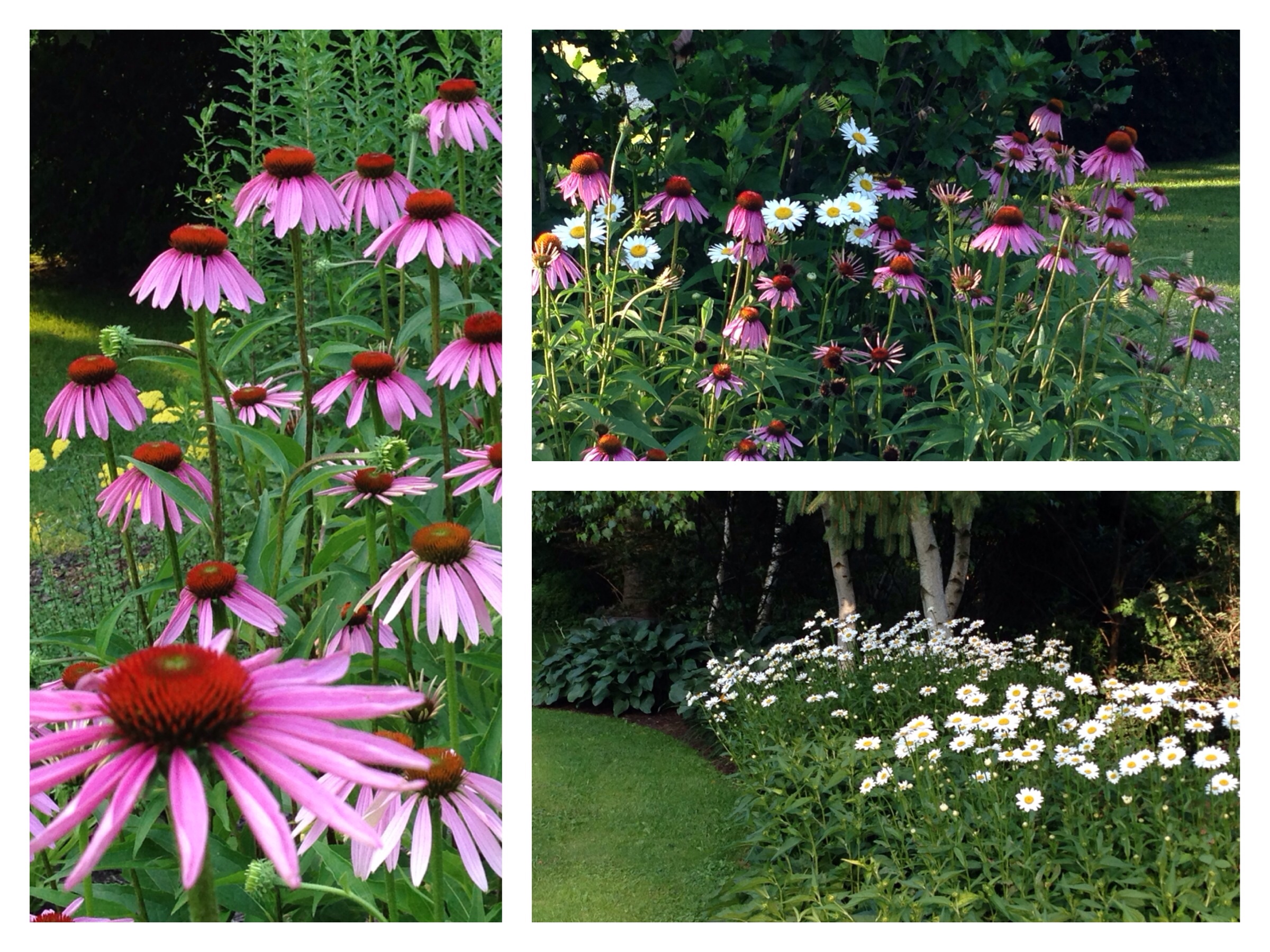 Daisies and coneflowers galore