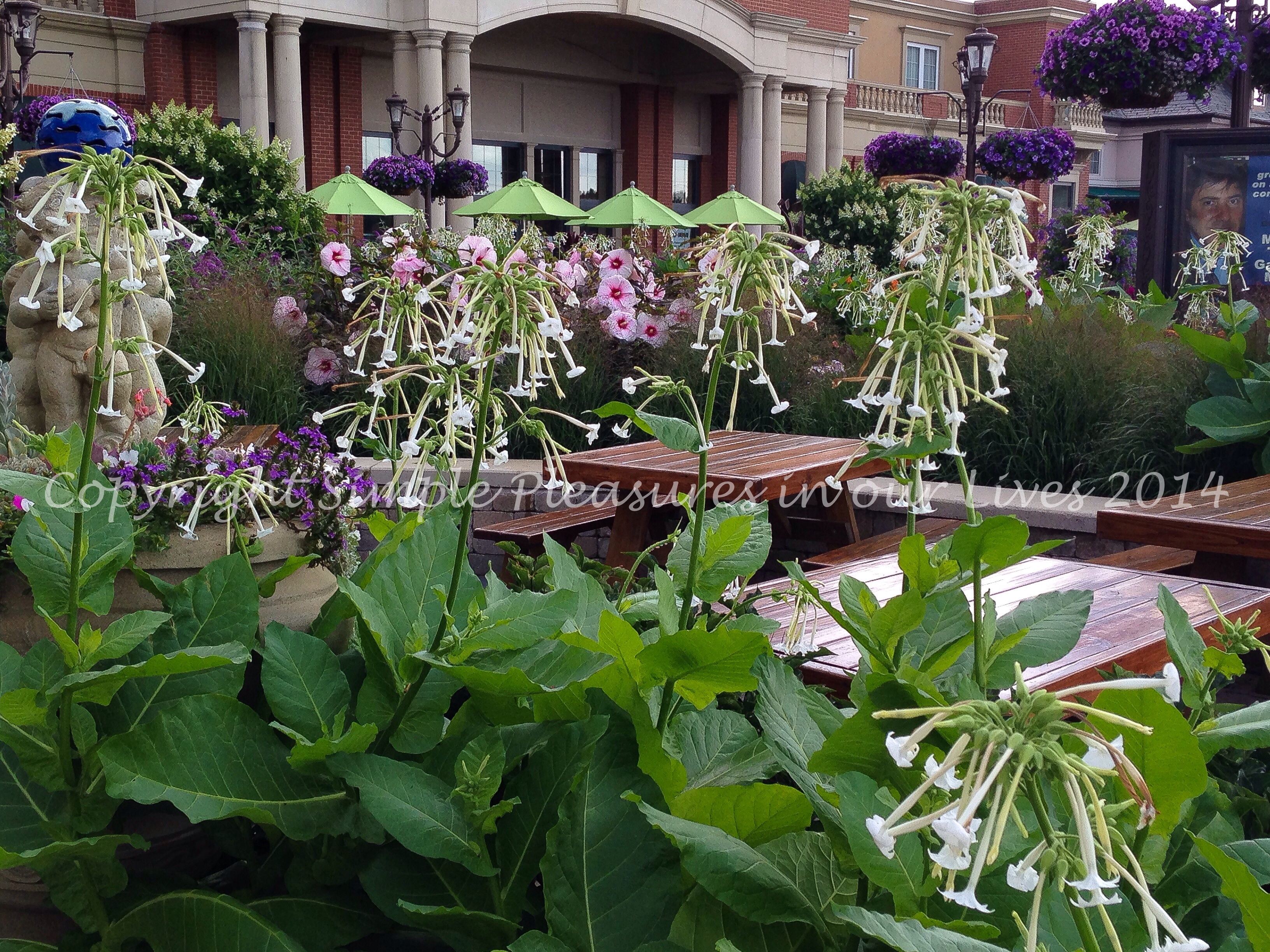 Lush flowers/plants