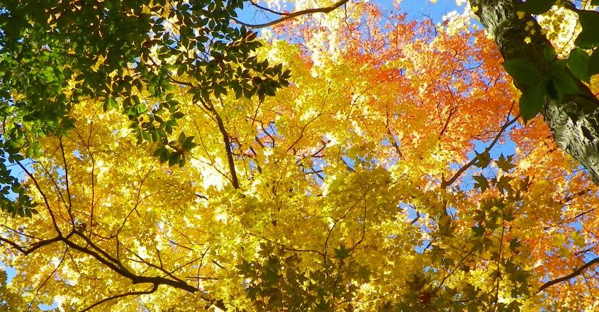 Simple Pleasures in our Lives